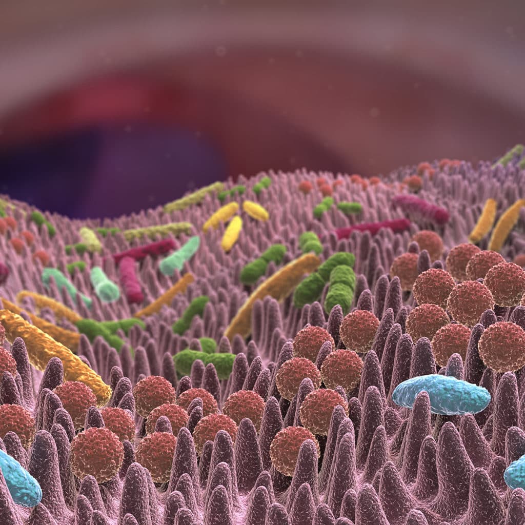 Unser Darm ist Lebensraum für viele Mikroorganismen