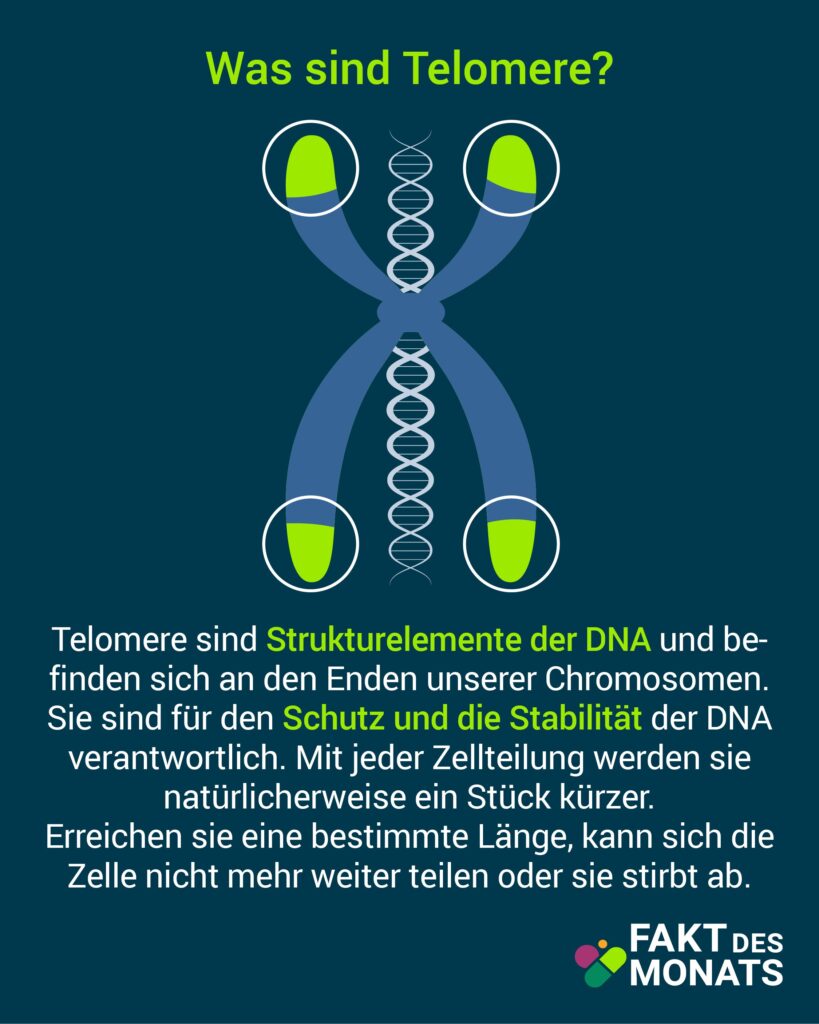 Fakt des Monats Oktober Telomere 2